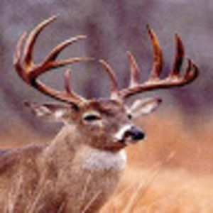 Meet your Posher, Logan